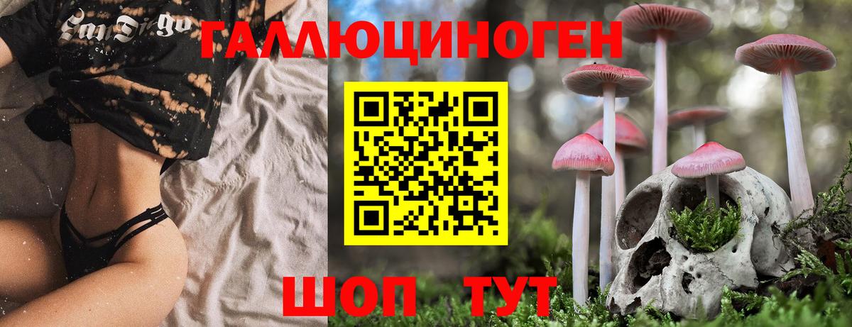 Псилоцибиновые грибы мицелий Новозыбков